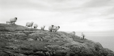 Sheep, Isle of Barra