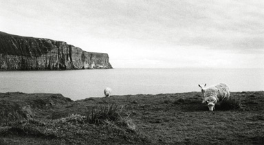 Sheep, Isle of Hoy