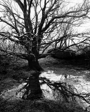 Shoals - Tree and Reflection